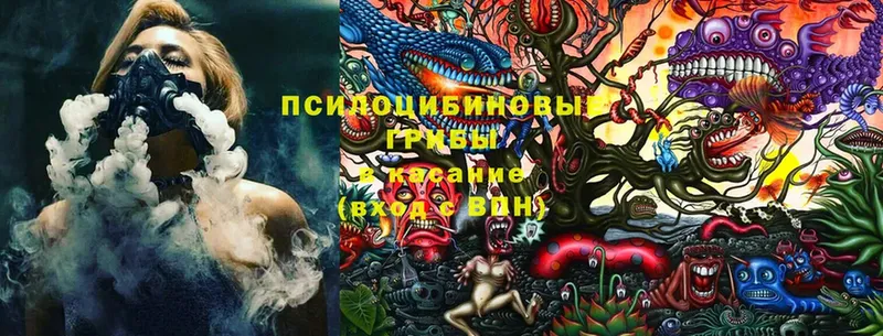 Галлюциногенные грибы Magic Shrooms  Георгиевск 